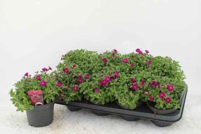 <h4>AUBR AXC DARK RED</h4>