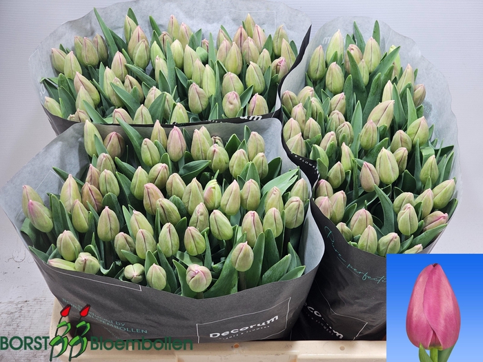 <h4>TU EN BARCEL PINK</h4>