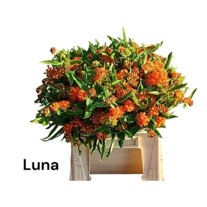 Ascl T Luna
