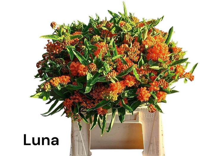 <h4>Ascl T Luna</h4>