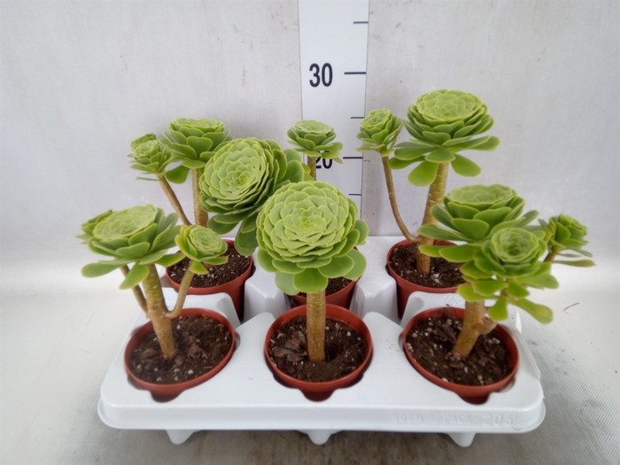 <h4>Aeonium   ...</h4>