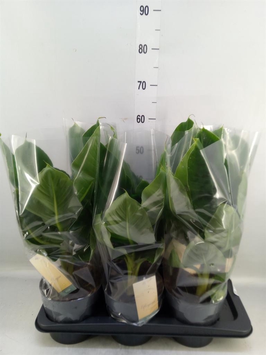 <h4>Musa  'Tropicana'</h4>