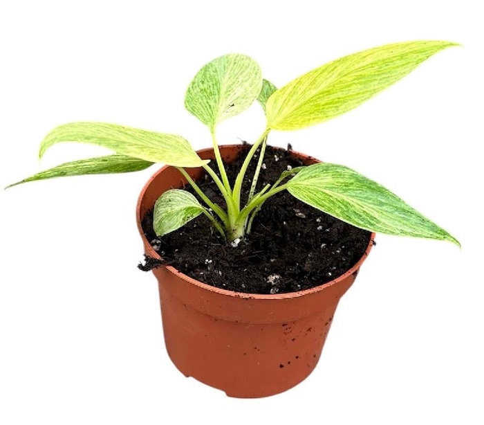<h4>Homalomena 'Camouflage' Sulcata Cream Frost</h4>