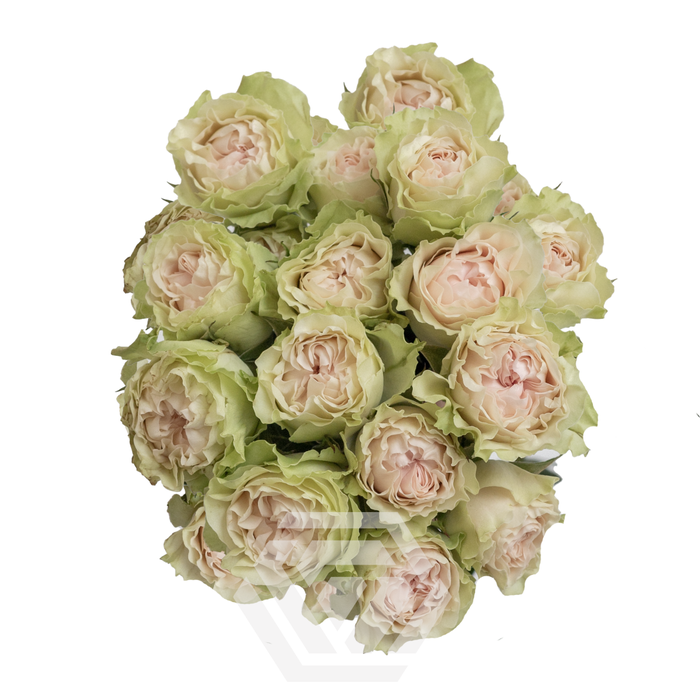 <h4>R TR FIBONACCI YATRA Tessa</h4>