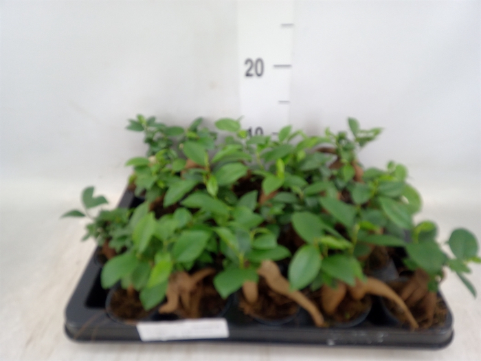 <h4>Ficus microcarpa 'Ginseng'</h4>