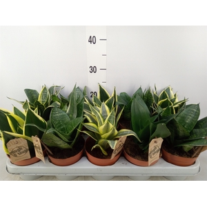 Sansevieria trifa. 'Hahnii'