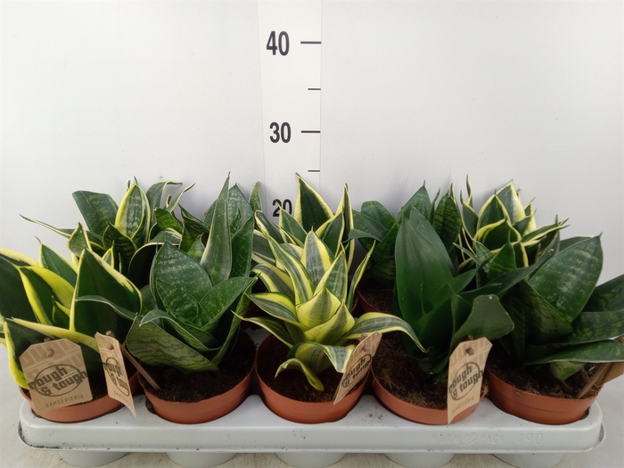 <h4>Sansevieria trifa. 'Hahnii'</h4>