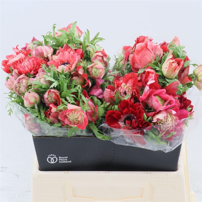 <h4>Anemone Fullstar Glory Red</h4>