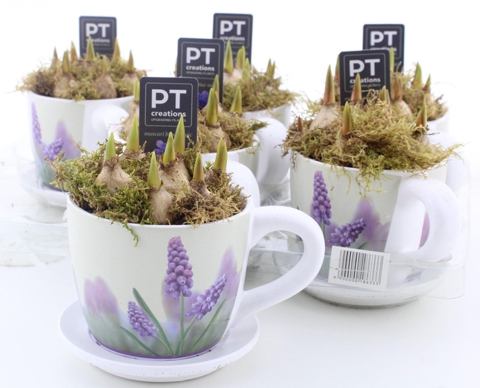 <h4>ARR MUSCARI</h4>