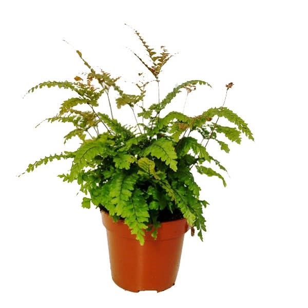 <h4>Adiantum Hispidulum (Rough Maidenhair)</h4>