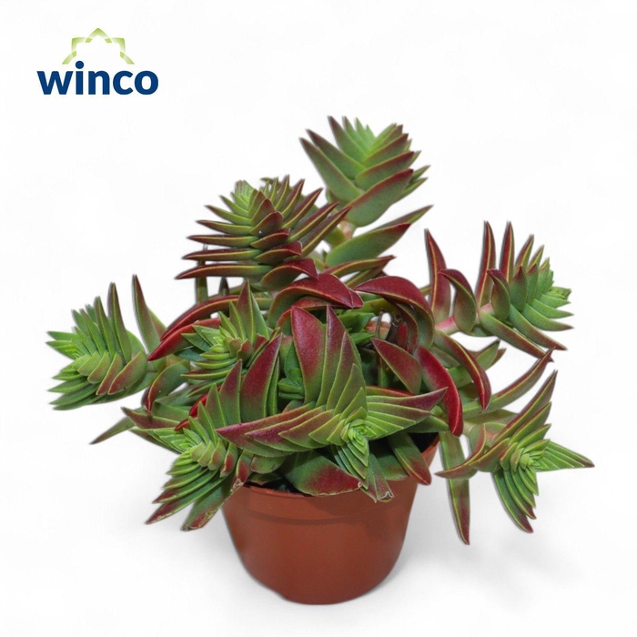 <h4>Crassula Capitella</h4>