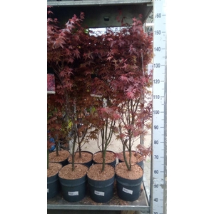 Acer palmatum 'Skeeters Broom'