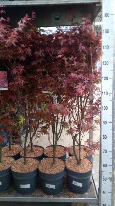 <h4>Acer palmatum 'Skeeters Broom'</h4>