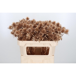 Eryn Supernova Kl Bh Antiek Goud