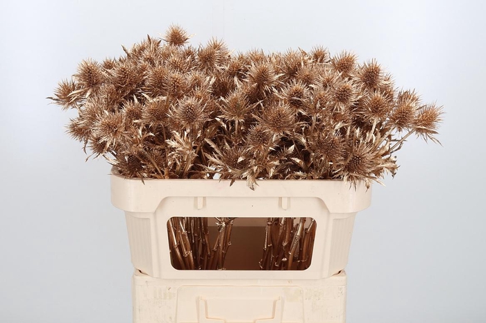 <h4>Eryn Supernova Kl Bh Antiek Goud</h4>