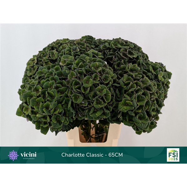 <h4>Hydr Charlotte Classic 65 cm Vicini</h4>