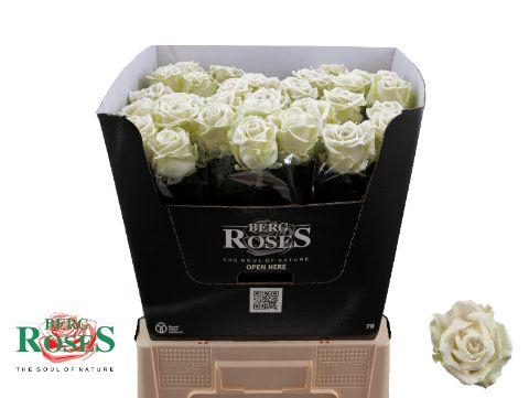 <h4>R GR GEWAXT WAX Avalanche White 70cm</h4>