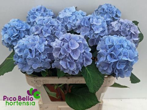 <h4>HYDR M CH VERENA BL</h4>