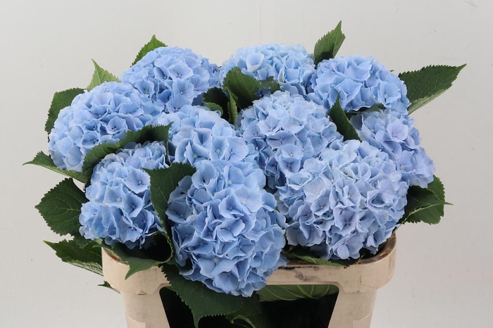 <h4>Hydr M Ch Verena Bl</h4>
