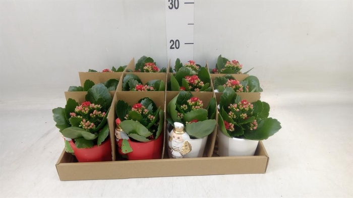 <h4>Arr.    Planten  L%</h4>