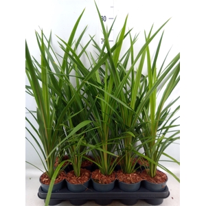 Cordyline indivisa 'Peko'