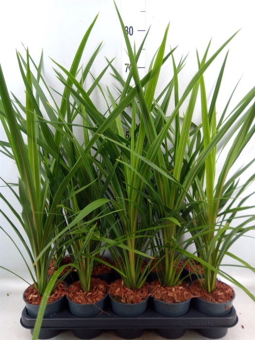 <h4>Cordyline indivisa 'Peko'</h4>