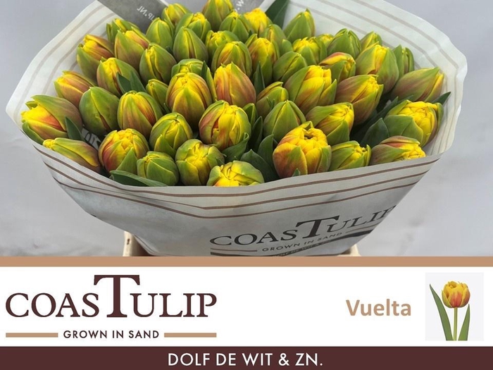 <h4>TU DU VUELTA</h4>