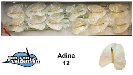 <h4>Anth A Adina Wit X 12</h4>