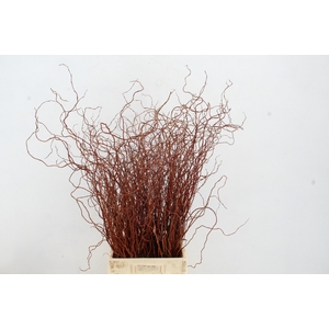 SALIX ROOD PER BUNCH
