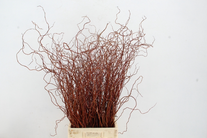 <h4>SALIX ROOD PER BUNCH</h4>