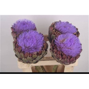 CYNARA SC CONCERTO