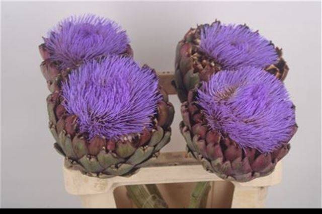 <h4>CYNARA SC CONCERTO</h4>