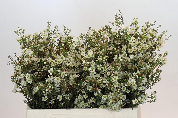 <h4>Chamelaucium Sirius</h4>