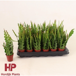 Epiphyllum anguliger 5,5cm