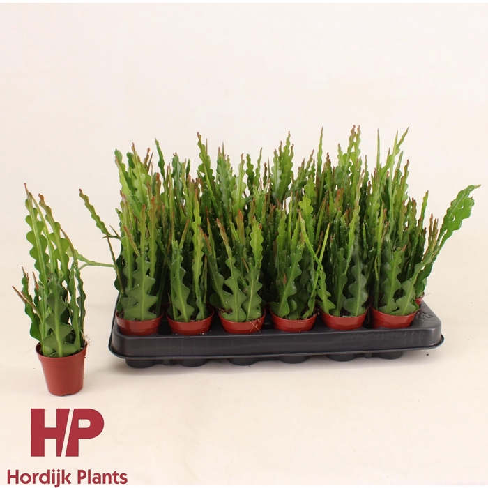<h4>Epiphyllum anguliger 5,5cm</h4>
