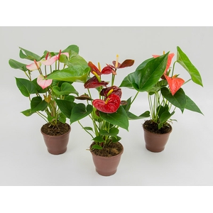 ANTHURIUM VARIADO P15