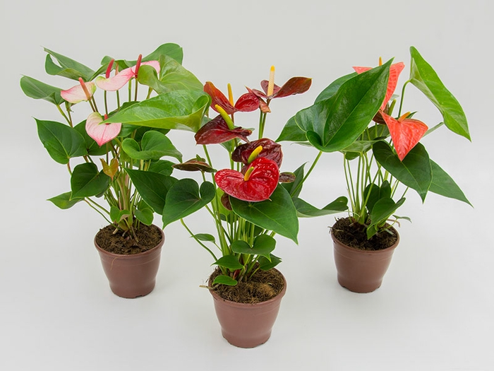 ANTHURIUM VARIADO P15