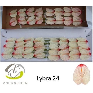 Anthurium Lybra