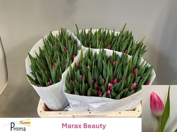 Tu En Marax Beauty