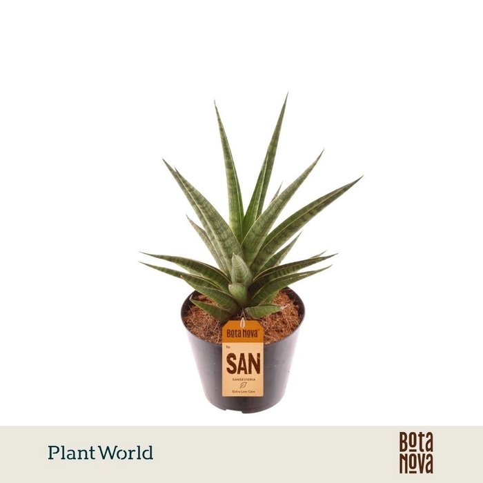<h4>Sansevieria Blue Dancing Queen</h4>