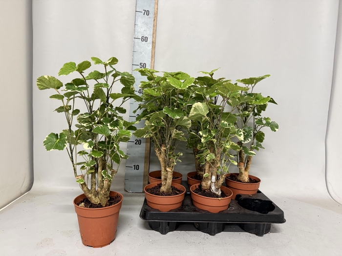 <h4>POLY SC BALFOURII</h4>