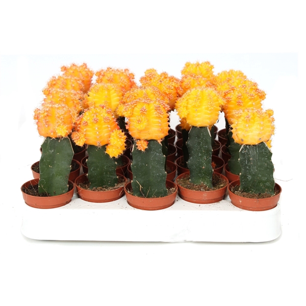 <h4>Cactus geent geel 5,5 cm</h4>