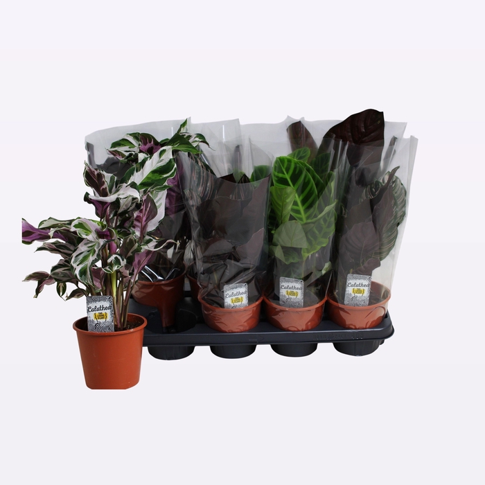 <h4>CALAT GEM 3 SRT</h4>