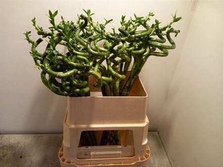<h4>Drac S Lucky Bamboo</h4>