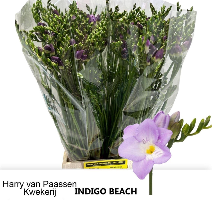 <h4>Fr En Indigo Beach 18 GR,(NL),(10)</h4>