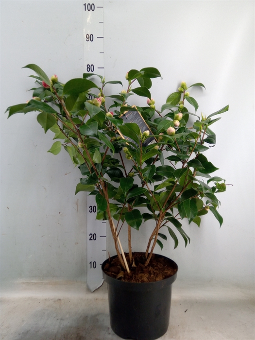 <h4>Camellia japonica</h4>