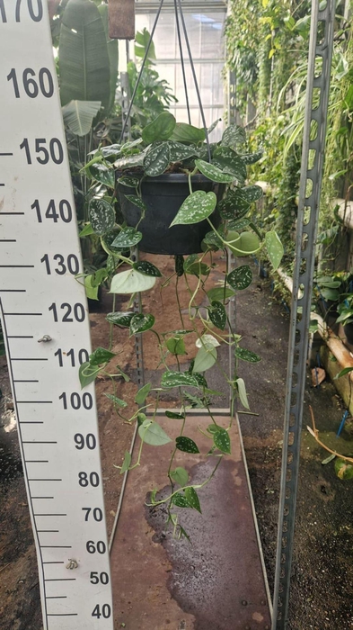 <h4>Scindapsus Argyraeus</h4>