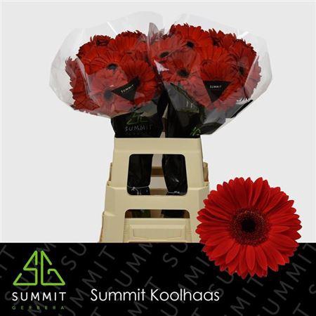 <h4>Ge Gr Blinddate</h4>