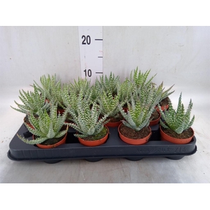 Aloe humilis