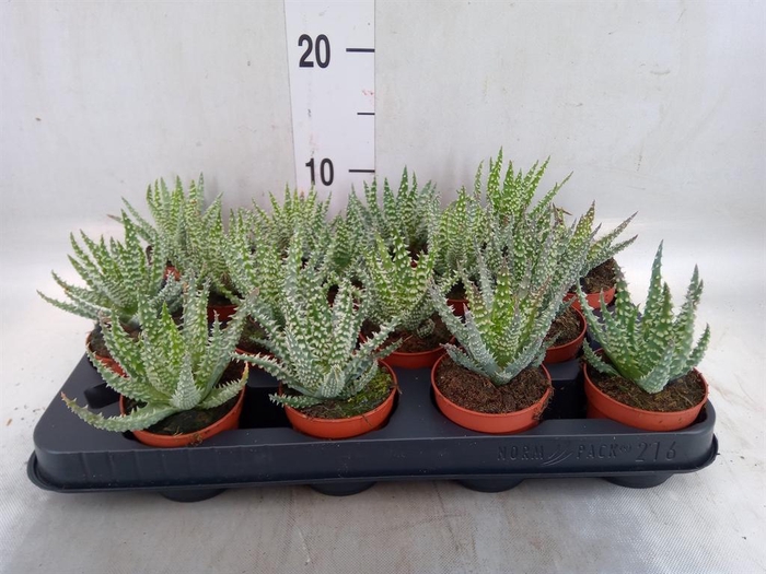 <h4>Aloe humilis</h4>